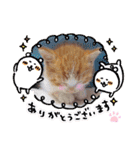 うめにゃん☆くりにゃん☆2（個別スタンプ：3）