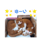 うめにゃん☆くりにゃん☆2（個別スタンプ：12）
