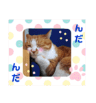 うめにゃん☆くりにゃん☆2（個別スタンプ：14）