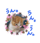 うめにゃん☆くりにゃん☆2（個別スタンプ：15）