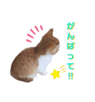 うめにゃん☆くりにゃん☆2（個別スタンプ：19）