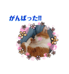 うめにゃん☆くりにゃん☆2（個別スタンプ：20）