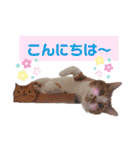 うめにゃん☆くりにゃん☆2（個別スタンプ：23）