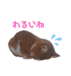 うめにゃん☆くりにゃん☆2（個別スタンプ：30）