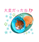 うめにゃん☆くりにゃん☆2（個別スタンプ：34）