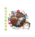 うめにゃん☆くりにゃん☆2（個別スタンプ：35）