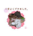 うめにゃん☆くりにゃん☆2（個別スタンプ：38）