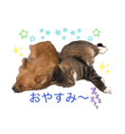 うちの癒やしペットたち（個別スタンプ：5）