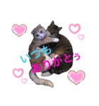 うちの癒やしペットたち（個別スタンプ：7）