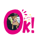 プリティわん（個別スタンプ：3）