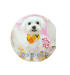 プリティわん（個別スタンプ：6）