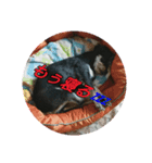 ぱっぺちゃん！（個別スタンプ：7）