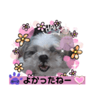 みことわんこ⑫（個別スタンプ：1）