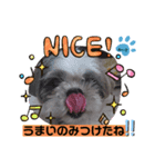 みことわんこ⑫（個別スタンプ：4）