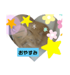 ねこあんど、ねこ（個別スタンプ：1）