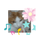 ねこあんど、ねこ（個別スタンプ：2）