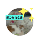 ねこあんど、ねこ（個別スタンプ：3）