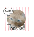 ねこあんど、ねこ（個別スタンプ：4）