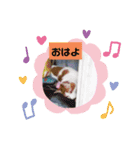 ねこあんど、ねこ（個別スタンプ：7）