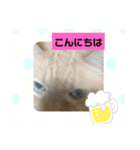 ねこあんど、ねこ（個別スタンプ：8）