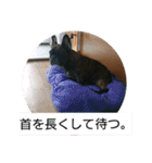 わん犬フウカさん①（個別スタンプ：3）