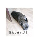 わん犬フウカさん①（個別スタンプ：18）