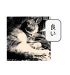 猫のかなこさん〜Talking〜（個別スタンプ：4）