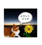 猫のかなこさん〜Talking〜（個別スタンプ：5）