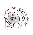 ポポスタンプ(韓国語＆日本語)（個別スタンプ：5）