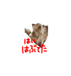 チョコダップルのいぬ（個別スタンプ：3）