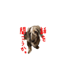 チョコダップルのいぬ（個別スタンプ：4）