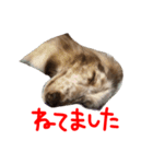 チョコダップルのいぬ（個別スタンプ：10）