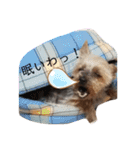 ももろこスタンプ③（個別スタンプ：16）