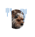 犬のりんと君（個別スタンプ：1）
