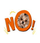 犬のりんと君（個別スタンプ：3）