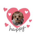 犬のりんと君（個別スタンプ：4）