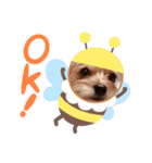 犬のりんと君（個別スタンプ：7）