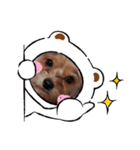 犬のりんと君（個別スタンプ：8）
