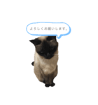 猫のプッチョ。（個別スタンプ：2）