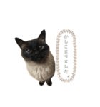 猫のプッチョ。（個別スタンプ：3）