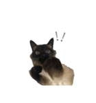 猫のプッチョ。（個別スタンプ：5）