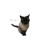 猫のプッチョ。（個別スタンプ：6）