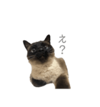 猫のプッチョ。（個別スタンプ：8）