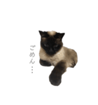 猫のプッチョ。（個別スタンプ：10）