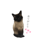 猫のプッチョ。（個別スタンプ：12）