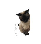 猫のプッチョ。（個別スタンプ：13）