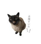 猫のプッチョ。（個別スタンプ：14）