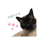 猫のプッチョ。（個別スタンプ：15）