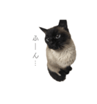 猫のプッチョ。（個別スタンプ：16）