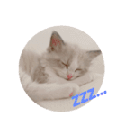 ぴえんメル（個別スタンプ：2）